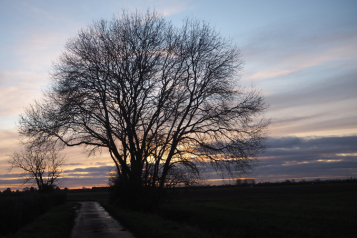 Silhouette of a tree in Winter against a sunset 