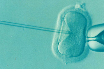 image of in vitro fertilisation