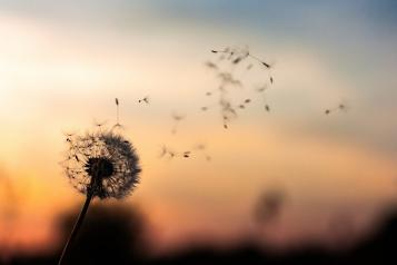 dandelion flower in the breeze